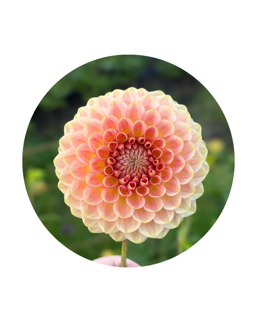 20th Ave Softer Peach
