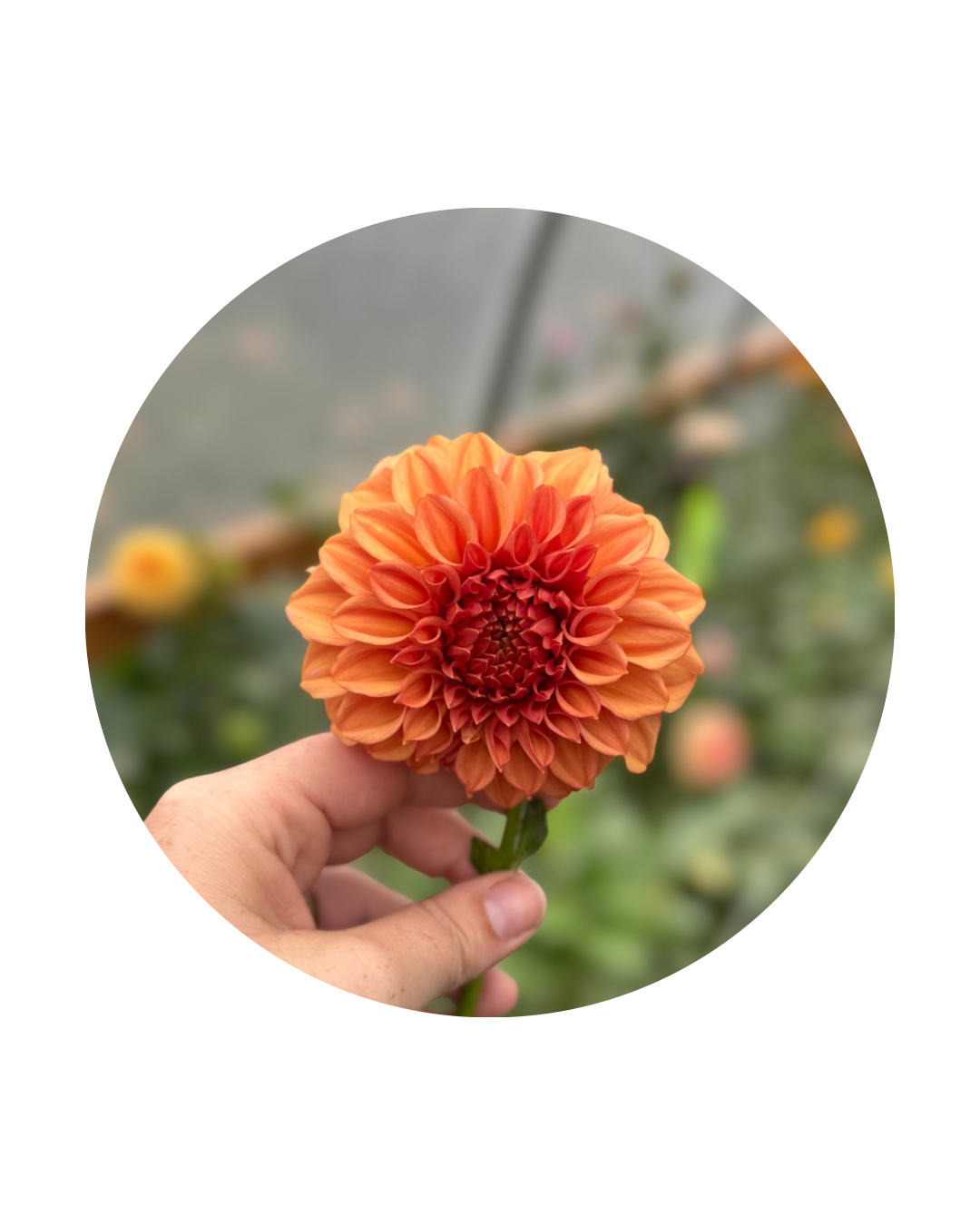 Orange Globe