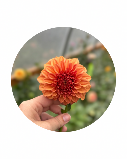 Orange Globe