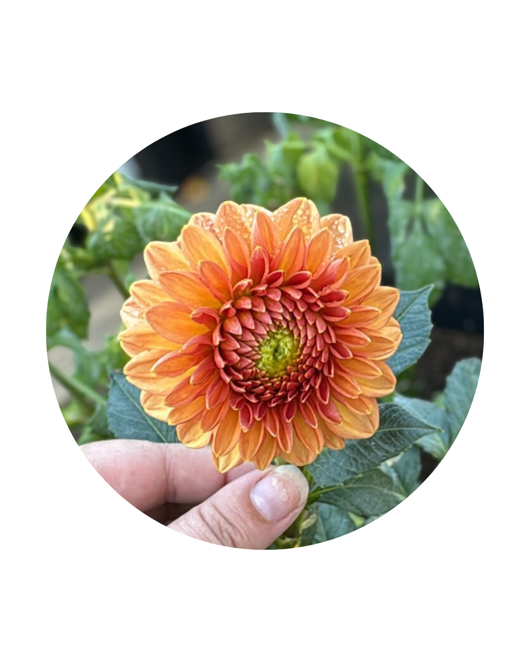 Ferncliff Apricot