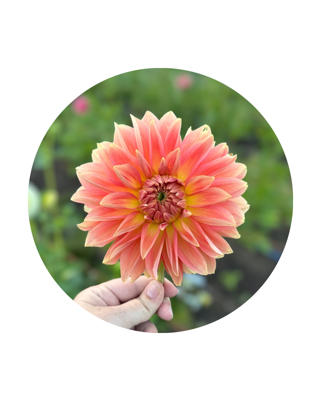 RM Peach Flair