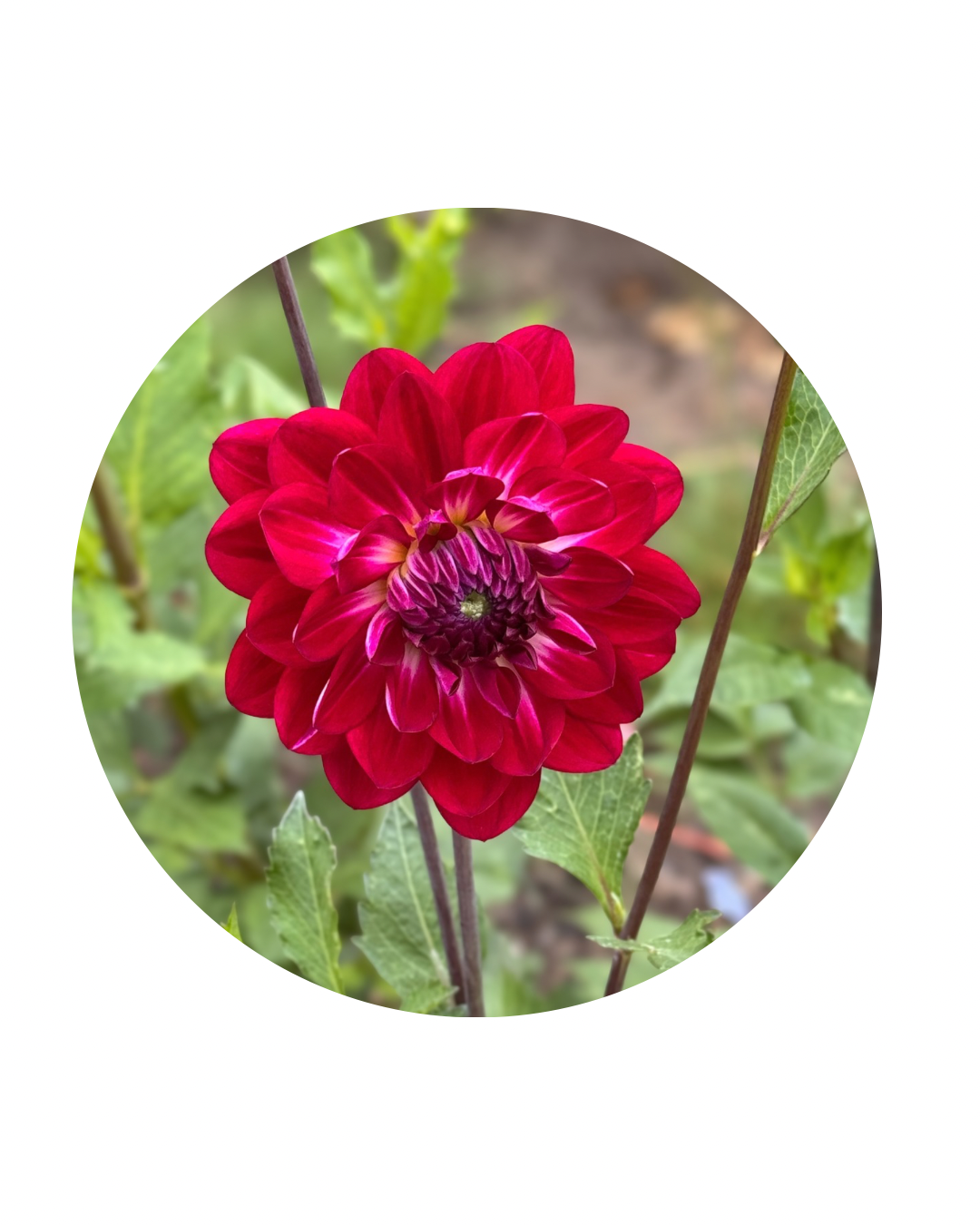 Sandia Bertha