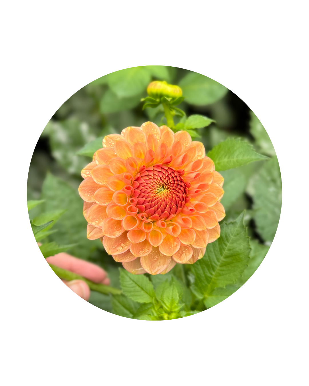 20th Ave Softer Peach
