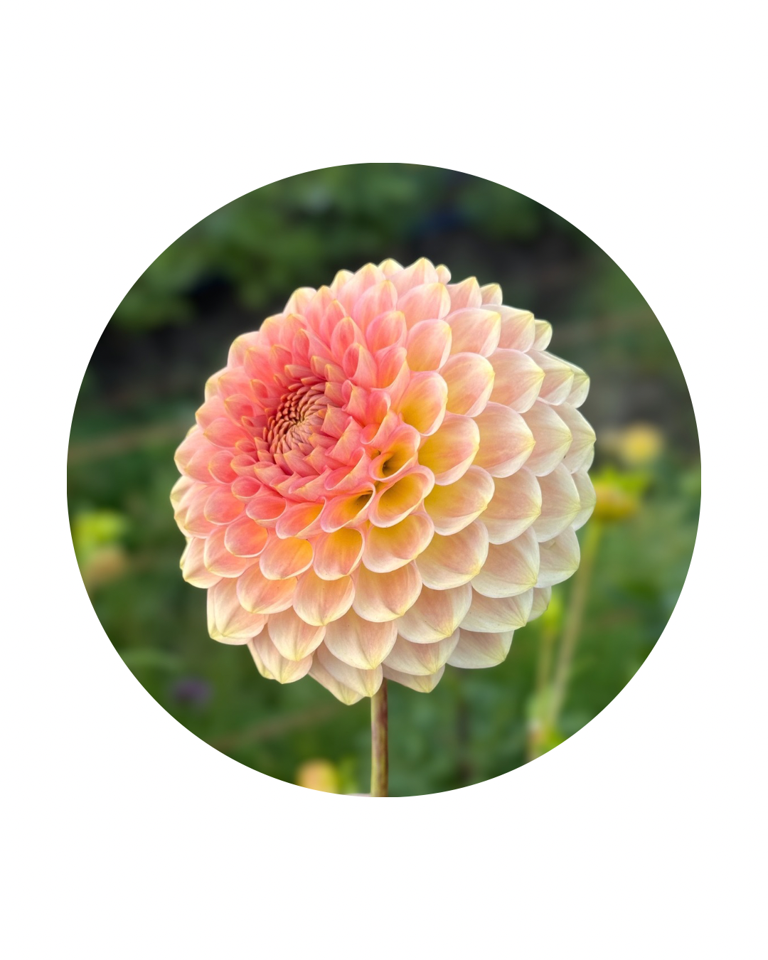 20th Ave Softer Peach
