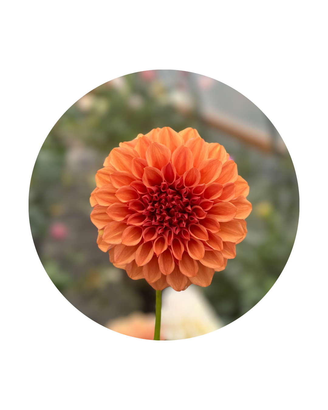 Orange Globe