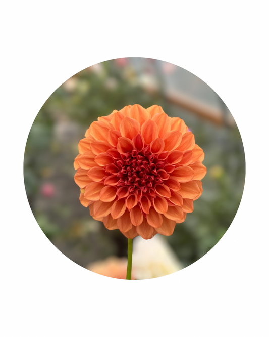 Orange Globe