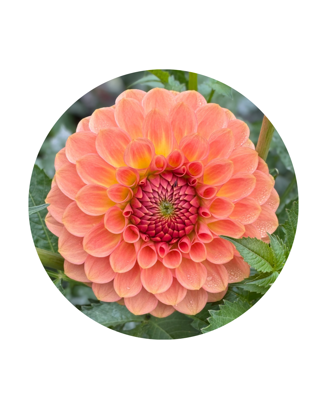 20th Ave Softer Peach