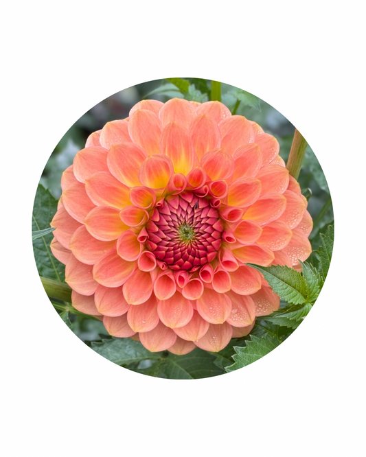 20th Ave Softer Peach