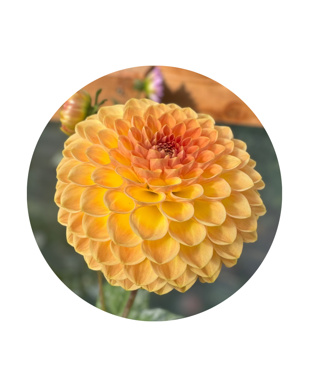 Blyton Softer Gleam
