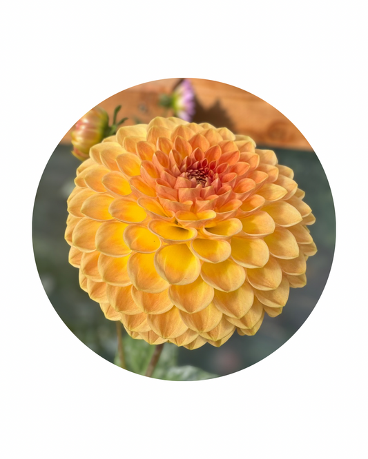 Blyton Softer Gleam