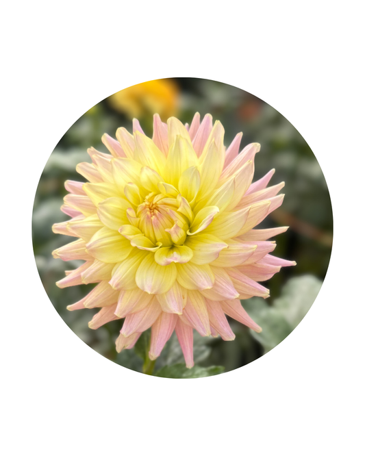 Ferncliff Cameo