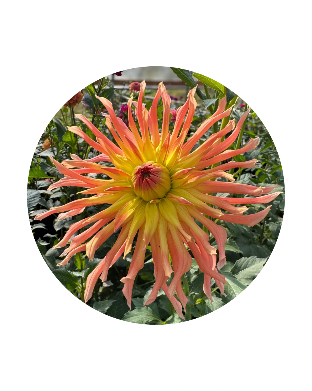 Camano Sitka