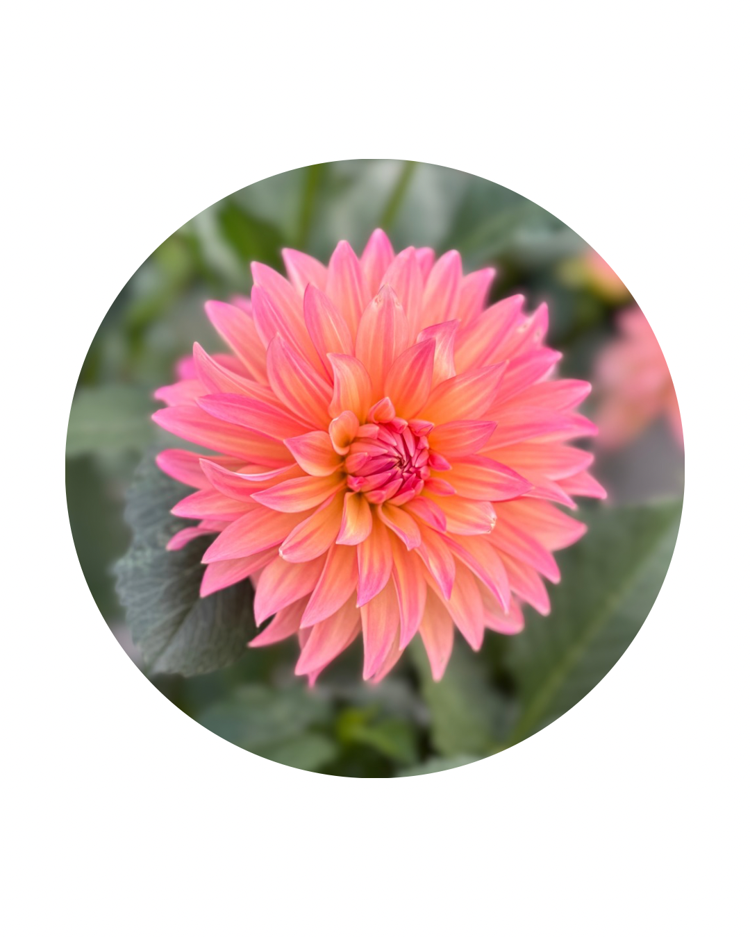 Sandia Ruthie