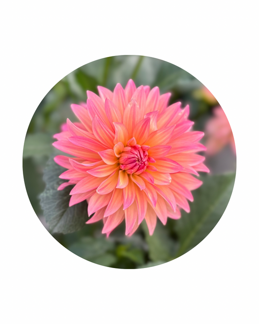 Sandia Ruthie