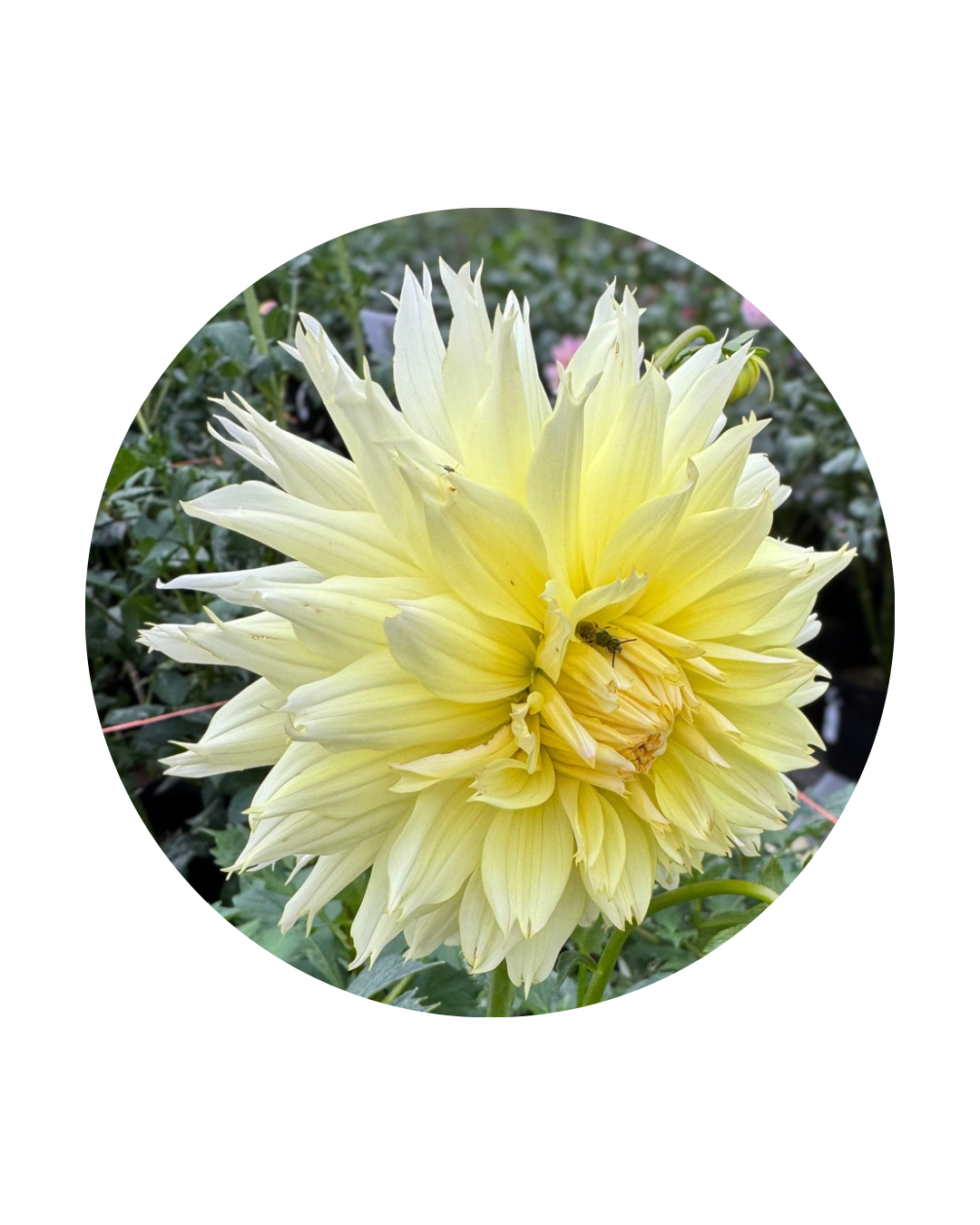 Citron Du Cap