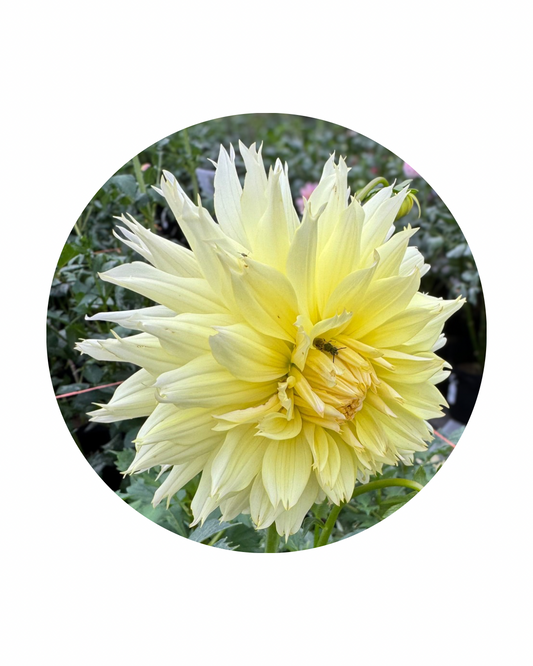 Citron Du Cap