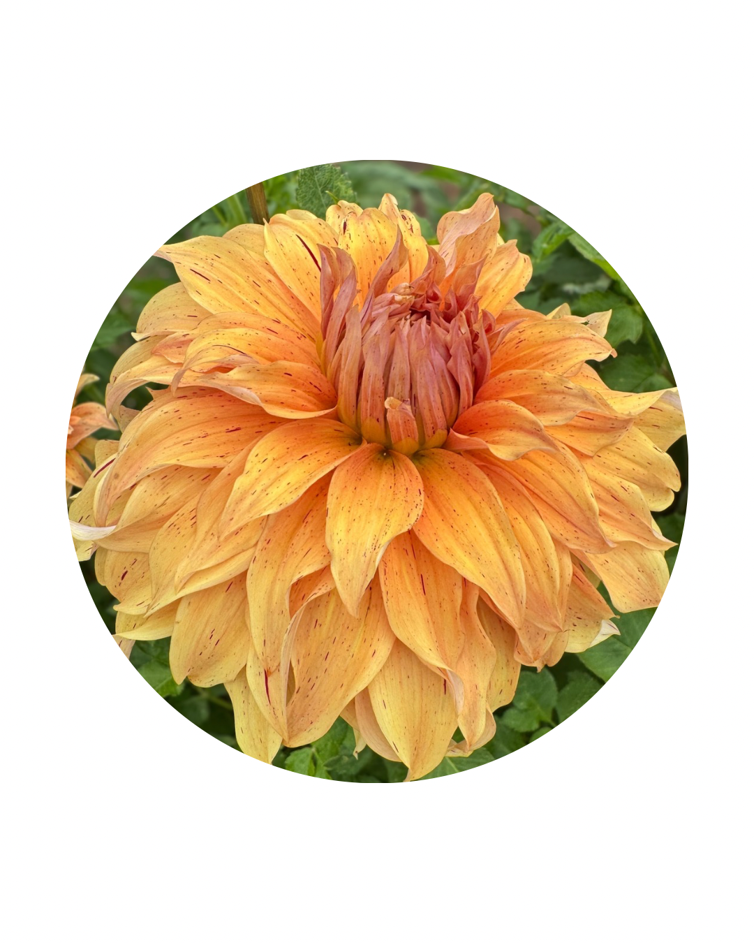 JS Butterscotch