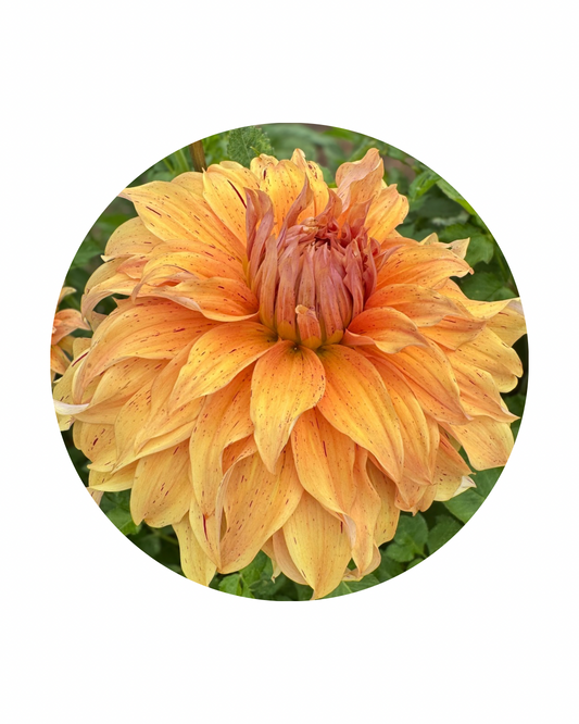 JS Butterscotch