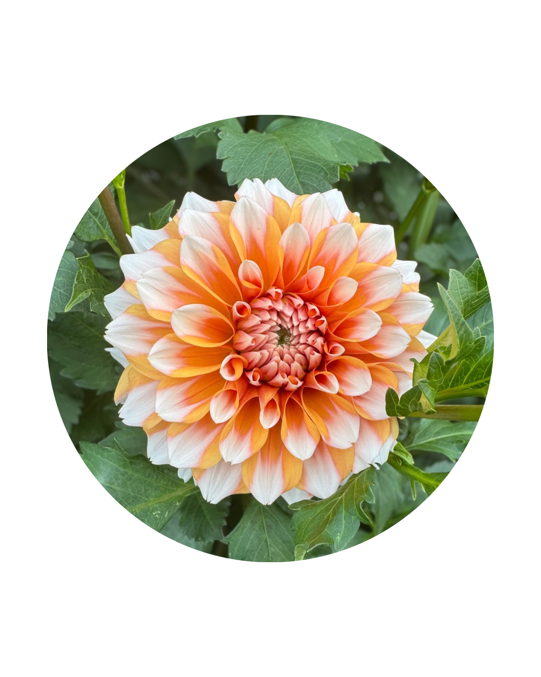 Hollyhill Orange Ice