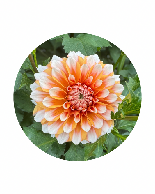 Hollyhill Orange Ice