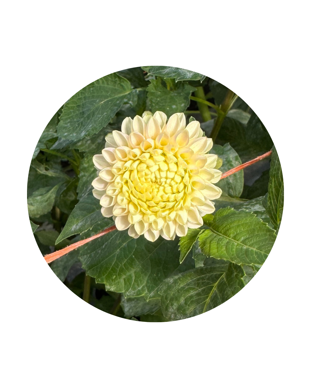 Hollyhill Pollyanna