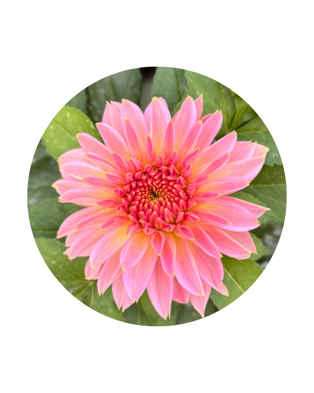 RM Peach Flair