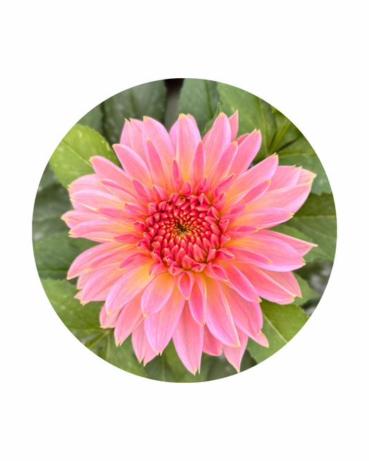 RM Peach Flair