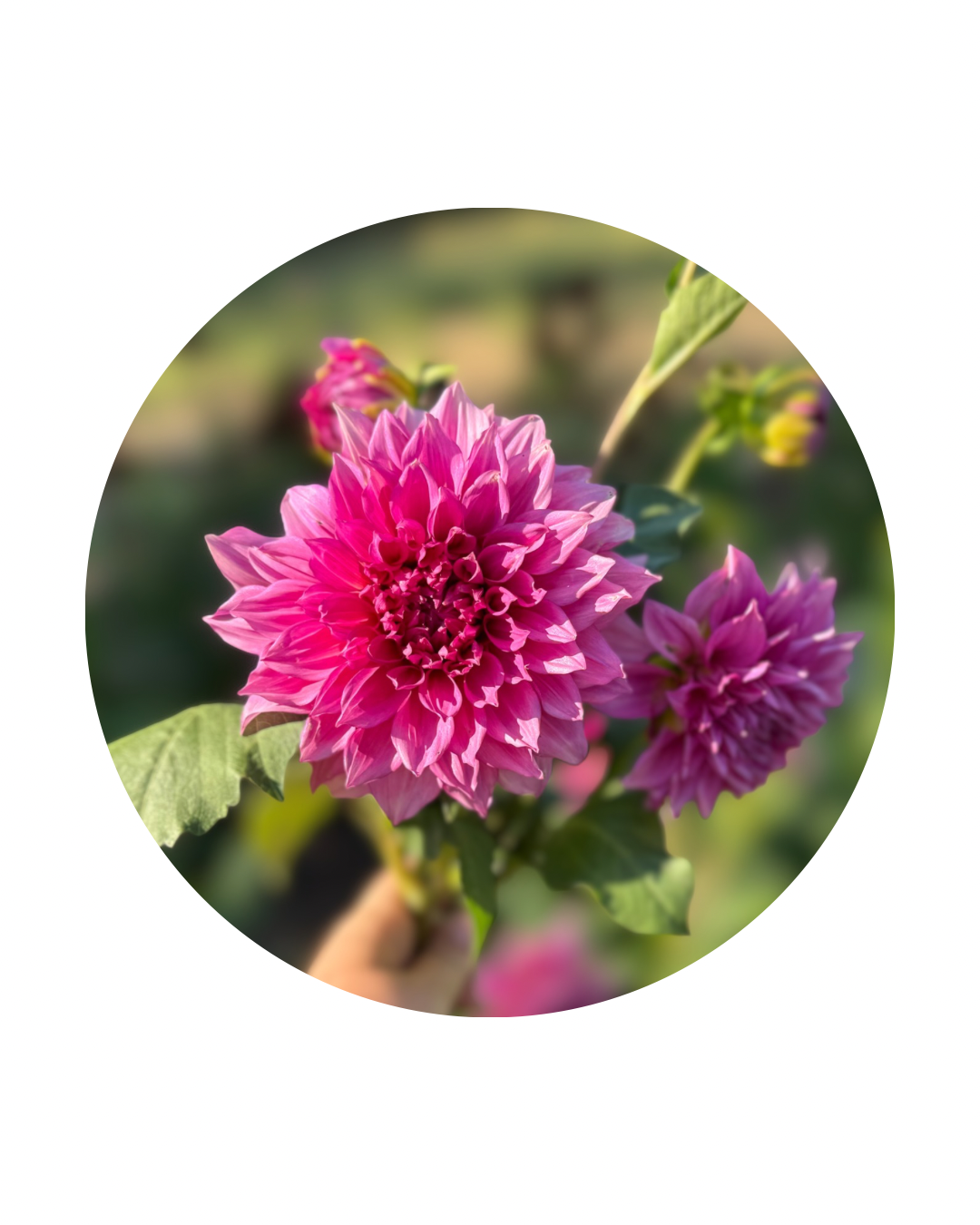 Cafe Au Lait Rose