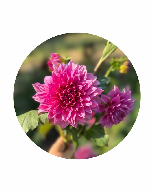 Cafe Au Lait Rose