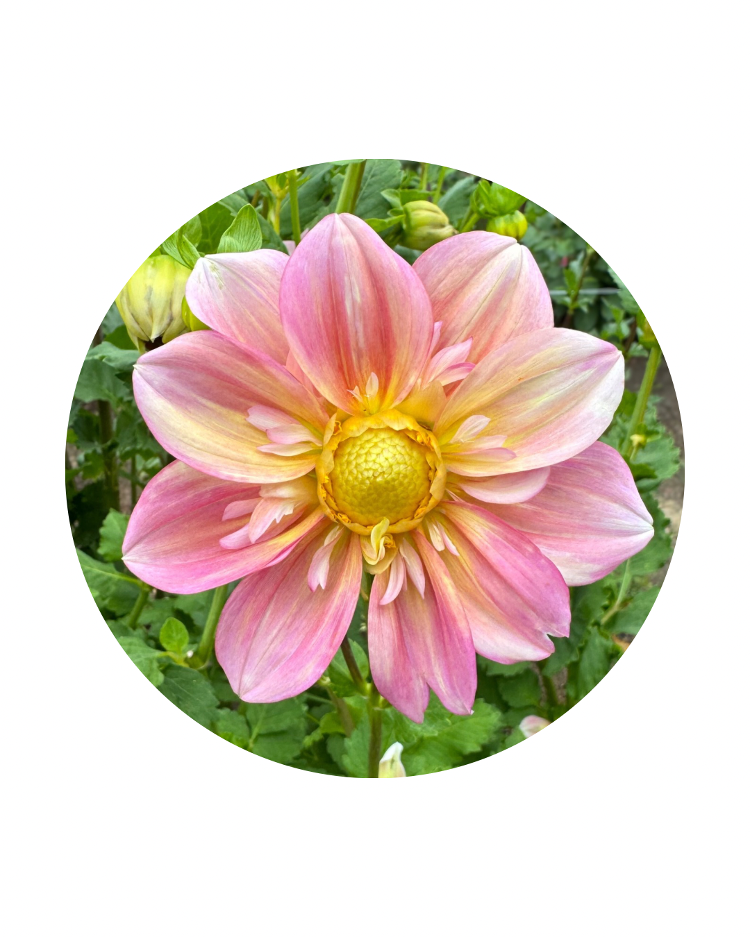 Apple Blossom