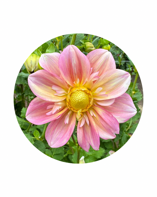 Apple Blossom