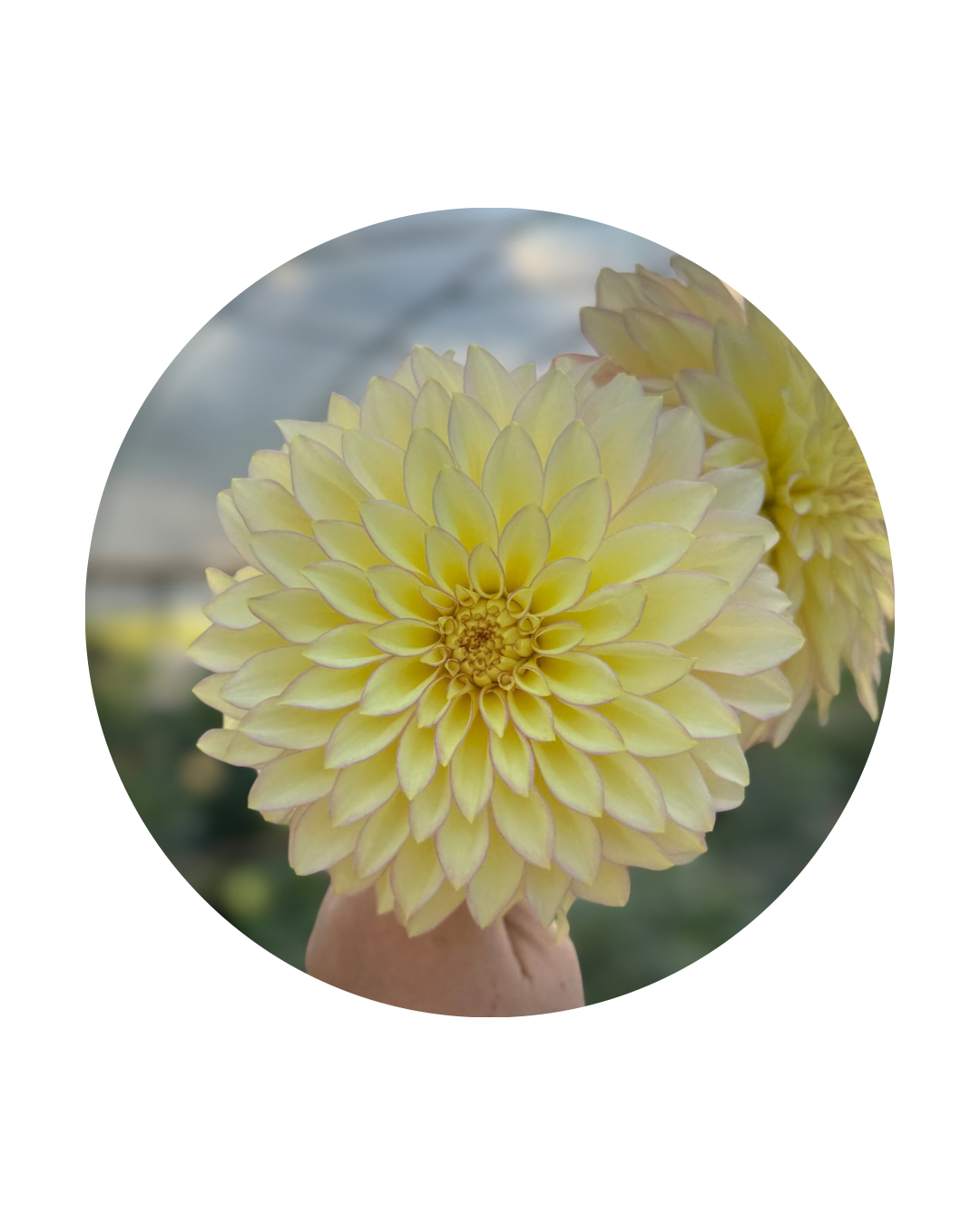 Bloomquist Blush