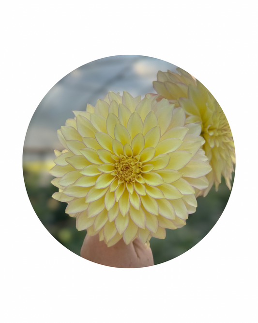 Bloomquist Blush