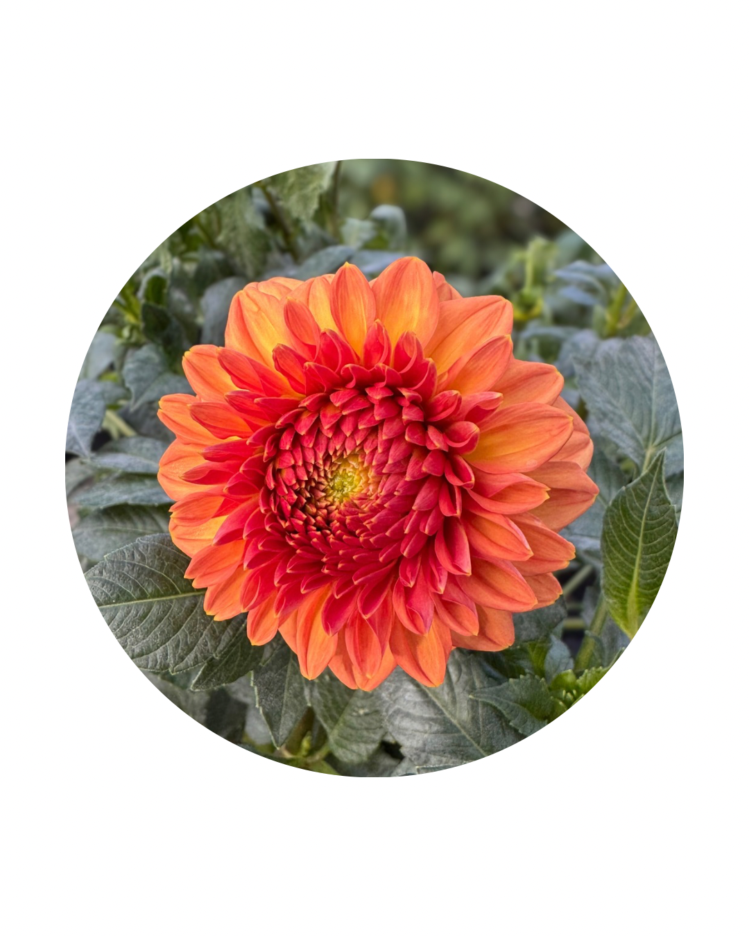 Ferncliff Apricot