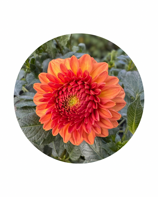 Ferncliff Apricot