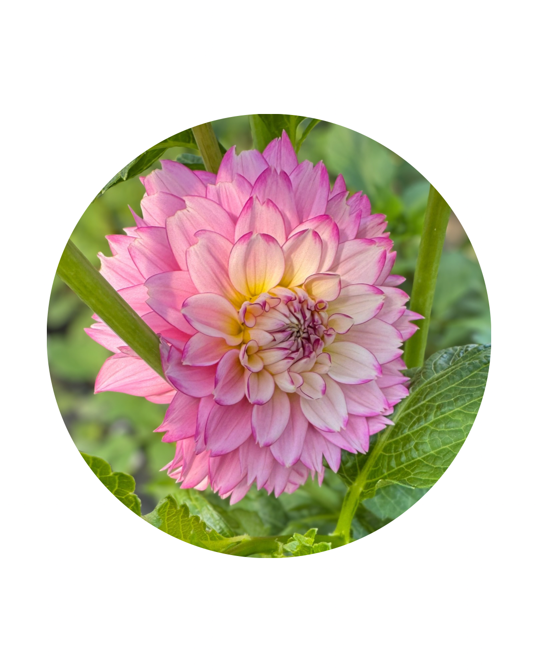 Hollyhill Pinkie