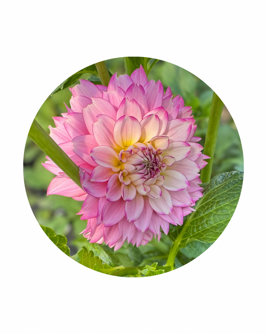 Hollyhill Pinkie