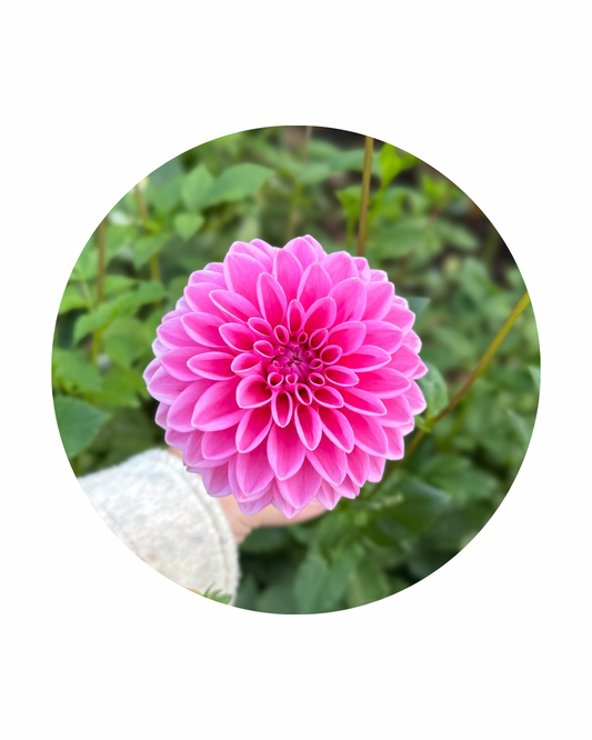 Pink Sylvia